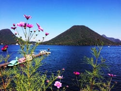 コスモスと榛名湖の情景