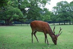 奈良公園の鹿