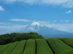 静岡の茶畑