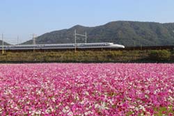 東海道新幹線とコスモス畑